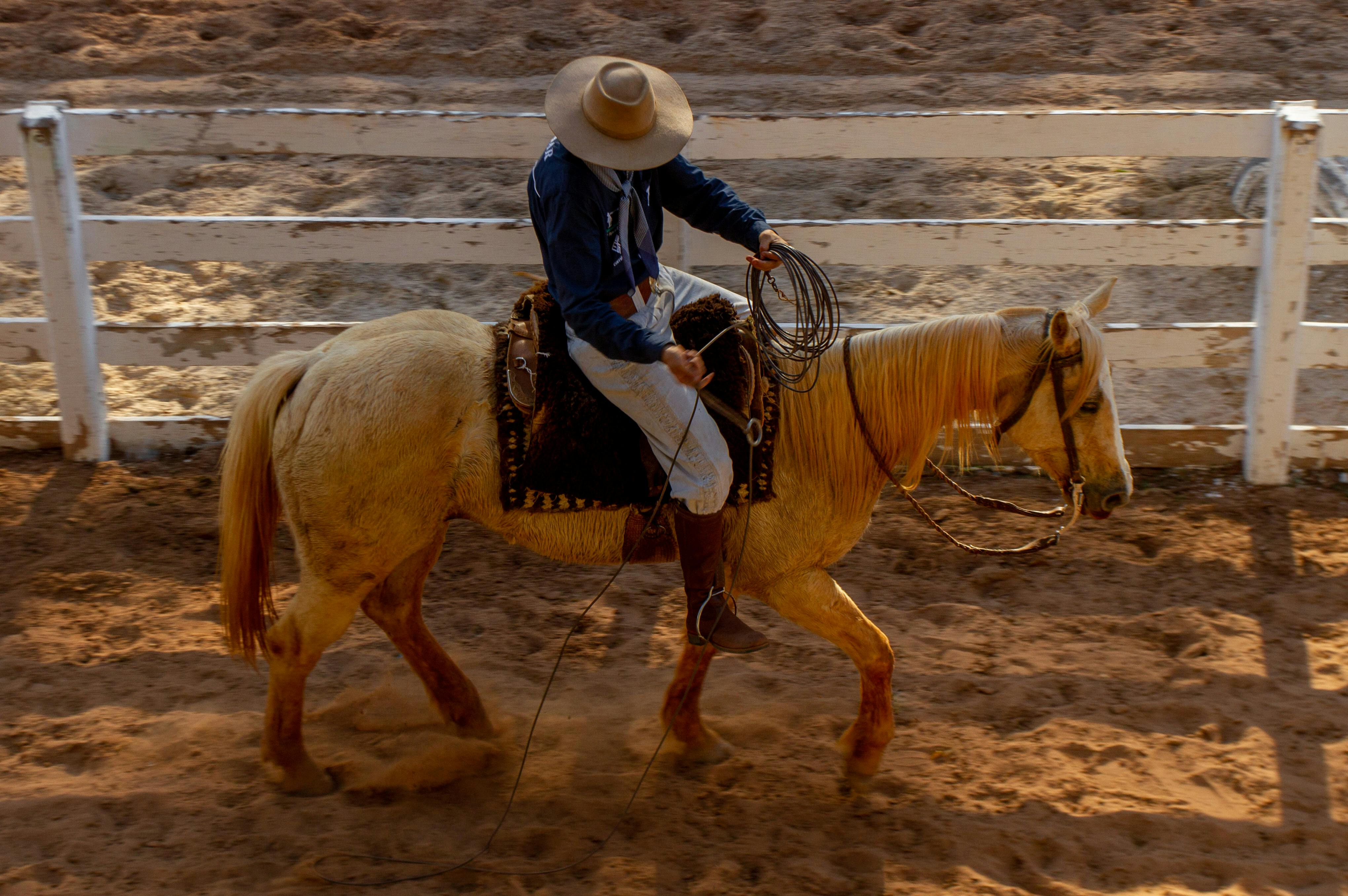 Brown and white horse in stable