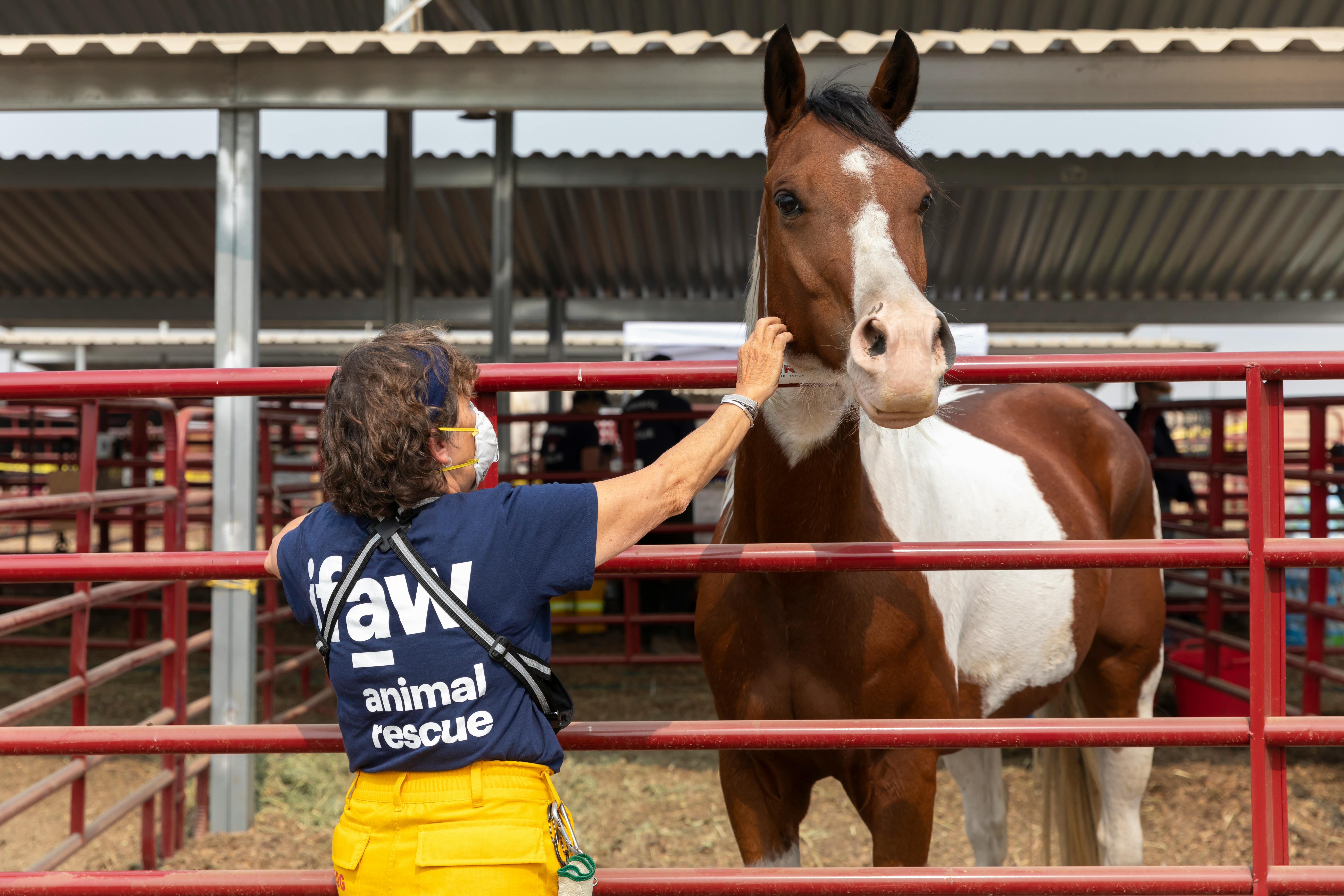 Horse being cared for